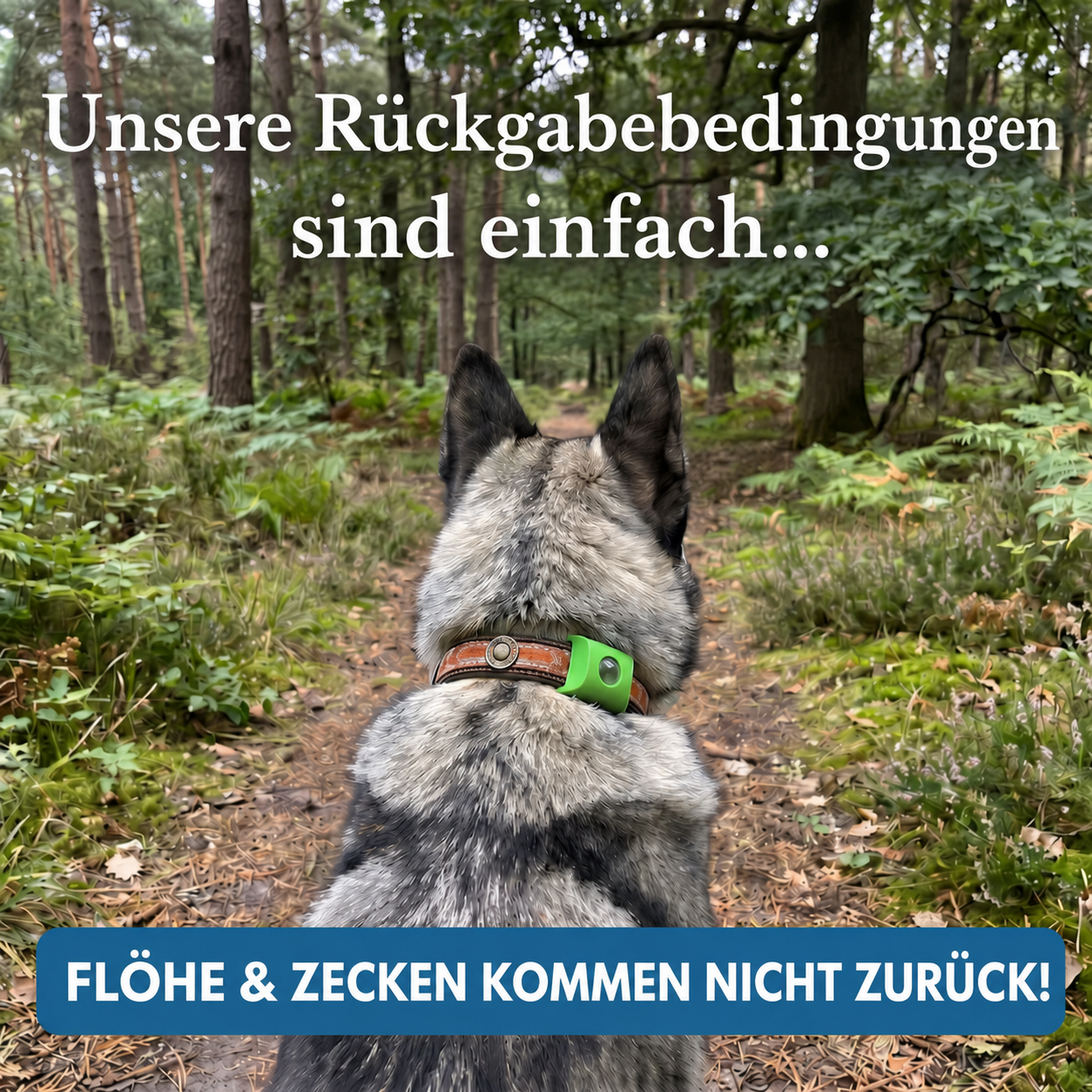 Morbix - Natürliche Floh- & Zeckenplakette · 12 Monate