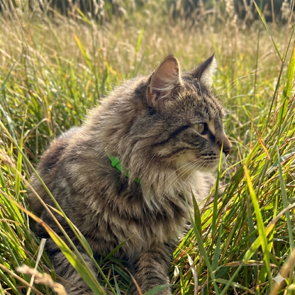 Morbix™ - 12 Monate komplett natürliche Floh- und Zeckenhalsbänder für Katzen